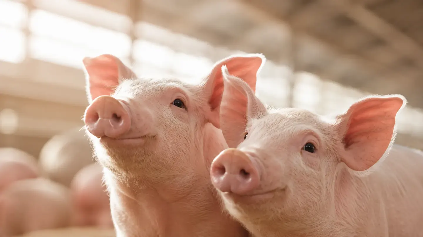 Livestock (pigs)